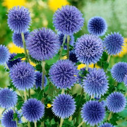 Bělotrn modrý (Echinops ritro) "Echinops ritro" - modrá