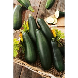 Кабачок - Soraya - 20 семена - Cucurbita pepo