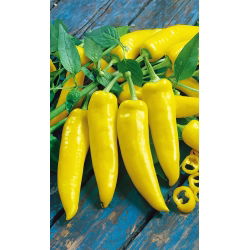 เมล็ดพริกไทยพริกไทยฮังการี - พริก annuum - 70 เมล็ด - Capsicum L.
