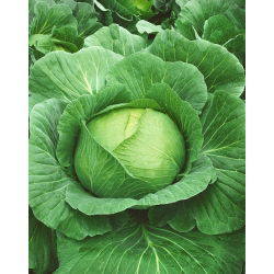 Bijeli kupus 'Brunswick' - 50g sjemena (Brassica oleracea)