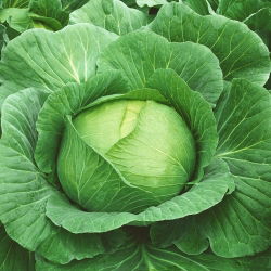 Bijeli kupus 'Brunswick' - 50g sjemena (Brassica oleracea)