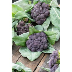 Broccoli - Miranda - Capete vibrante, de culoare mov, bogate în nutrienți - Semințe proaspete