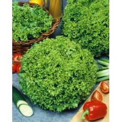 Маруля Lollo Bionda семена - Lactuca sativa - 1200 семена - Lactuca Sativa L. var. capitata 