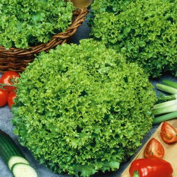 Маруля Lollo Bionda семена - Lactuca sativa - 1200 семена - Lactuca Sativa L. var. capitata 