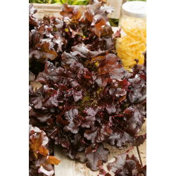 Семена от маруля Червена салата - Lactuca sativa - 1150 семена - Lactuca sativa L. var. longifolia