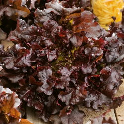 Семена от маруля Червена салата - Lactuca sativa - 1150 семена - Lactuca sativa L. var. longifolia