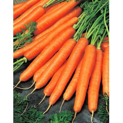 Морква "Олімп" - пізній, смачний сорт - 4250 насіння - Daucus carota