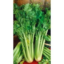 Saderi "Malachite" - daun yang tebal, tebal - 360 biji - Apium graveolens - benih