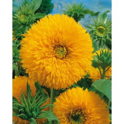 Sunflower - Sungold Tall - Helianthus annuus - 100 g - Tall and Fluffy, Easy to Cultivate - Fresh Seeds