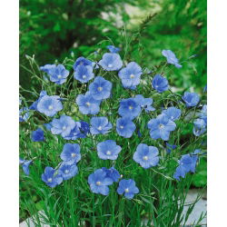 Flerårig lin, blå lin, lint - 700 frø - Linum perenne