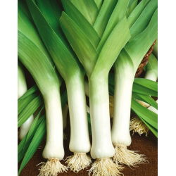 Porrulauk - Bulgaarse Reuzen - 320 seemned - Allium ampeloprasum L.
