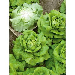 Zelena salata "Meraviglia d'inverno" - sorta koja prezimljava - 900 sjemenki - Lactuca sativa L. var. Capitata - sjemenke