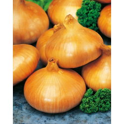 Keltasipuli - Stuttgarter Riesen - 100 grammaa -  Allium cepa - siemenet