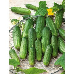 Cucumber - Śremianin F1 - Produces Crunchy, Green Fruit Ideal for Preserving - Fresh Seeds