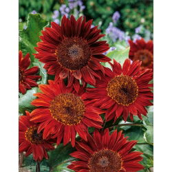 Sunflower - Red Sun - Helianthus annuus - 100 g - Great for Cut Flowers, Bird-Friendly - Fresh Seeds