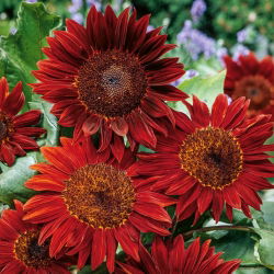 Auringonkukka 'Red Sun' - kastanjanruskea mustalla keskellä - 1 kg siemeniä (Helianthus annuus)
