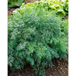 Endro 'Monarch' - 500g de sementes (Anethum graveolens)