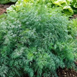 Endro 'Monarch' - 500g de sementes (Anethum graveolens)
