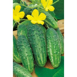 Cucumber - Corveta F1 - Disease-Free, Perfectly Shaped - Fresh Seeds