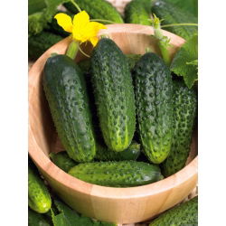 Kurkku - Zuzana F1 - Cucumis sativus - siemenet