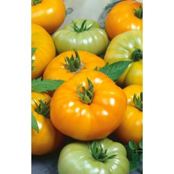 Tomato - Yellowstone - Bright Yellow, Delicious & Large - Fresh Seeds