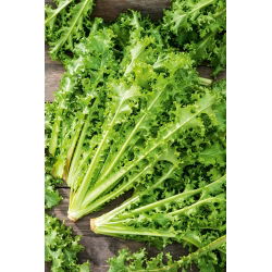Ендив "Романска да Taglio" -  Cichorium endyvia Romanesca Da Taglio  - семена