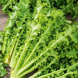 Ендив "Романска да Taglio" -  Cichorium endyvia Romanesca Da Taglio  - семена