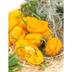 Гострий жовтий перець Habanero Yellow; перець чилі - 