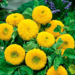 Sunflower - Teddy Bear - Helianthus annuus - 100 g - Fluffy Blooms, Perfect for Pots - Fresh Seeds