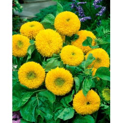 Sunflower - Teddy Bear - Helianthus annuus - 100 g - Fluffy Blooms, Perfect for Pots - Fresh Seeds