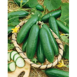 Komkommer 'Pony F1' - kasvariëteit - zaden (Cucumis sativus)