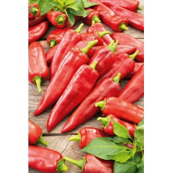 Paprika - Parade - Siltumnīcas prieks, salda un piemērota pildīšanai - Svaigas sēklas