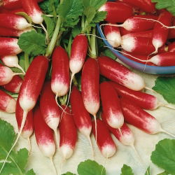 Redkev 'Flamboyant 3' - rdeča z belim vrhom - semena (Raphanus sativus)