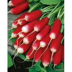Redkev 'French Breakfast 3' - semena (Raphanus sativus)