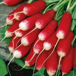 Redkev 'French Breakfast 3' - semena (Raphanus sativus)