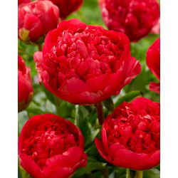 Bazsarózsa (Paeonia) 'Command Performance' - Palánta