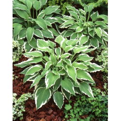 Hosta 'Antioch' - liels iepakojums - 10 gab.