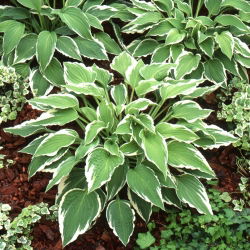 Hosta 'Antioch' - liels iepakojums - 10 gab.