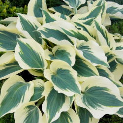 Hosta 'Firm Line'