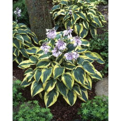 Funkia, Hosta 'Wide Brim' - stor förpackning - 10 st