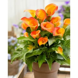 Calla 'Brunello'