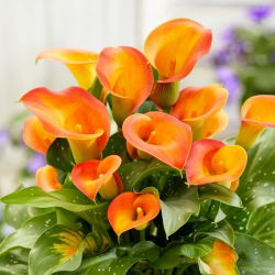 Calla 'Brunello'