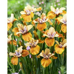 Strandiris 'Colonel Mustard' - 1 st