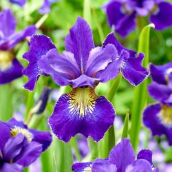 Iris sibirica 'Golden Edge' - 1 plant