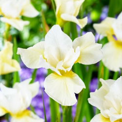 Iris sibirica 'Snow Queen' - 1 plant