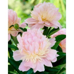 Bazsarózsa (Paeonia) 'Angel Cheeks' - Palánták, Nagy csomag! - 10 db.