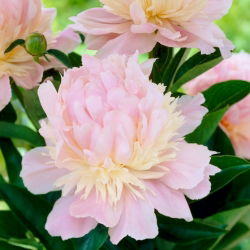 Bazsarózsa (Paeonia) 'Angel Cheeks' - Palánták, Nagy csomag! - 10 db.