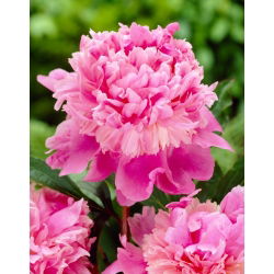 Bazsarózsa (Paeonia) 'Monsieur Jules Elie' - Palánták, Nagy csomag! - 10 db.