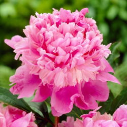 Bazsarózsa (Paeonia) 'Monsieur Jules Elie' - Palánták, Nagy csomag! - 10 db.