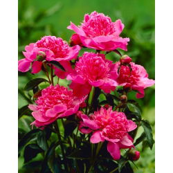 Peonija 'Barbara' - stāds